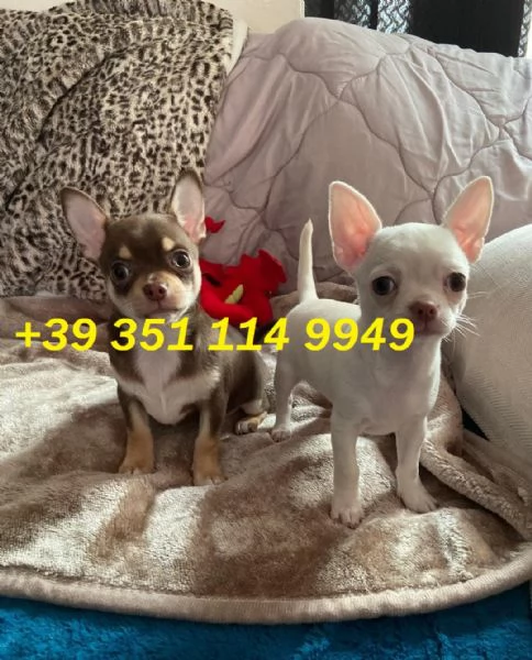 Regala i nostri cuccioli di chihuahua maschi e femmine | Foto 1