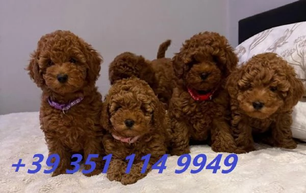 Regala i nostri cuccioli di barboncino maschio e femmina