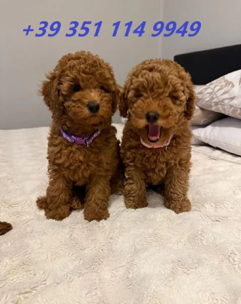 Regala i nostri cuccioli di barboncino maschio e femmina | Foto 0