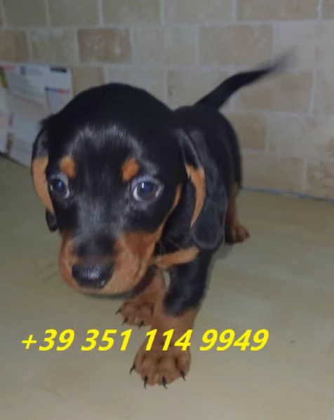 Regala i nostri cuccioli di bassotto maschio e femmina | Foto 2