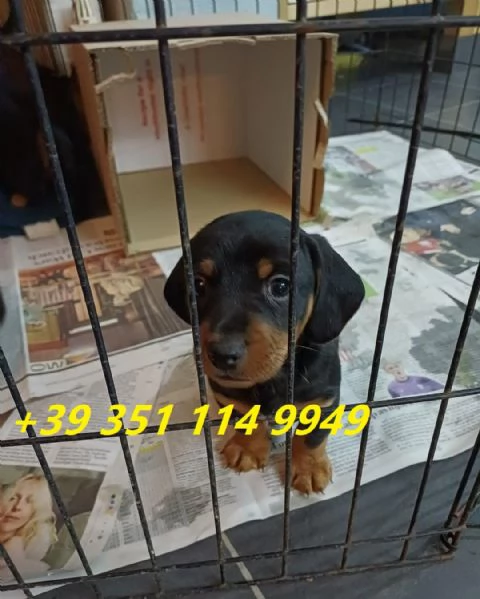 Regala i nostri cuccioli di bassotto maschio e femmina | Foto 0