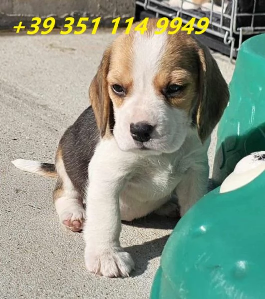 Regala i nostri cuccioli di beagle maschio e femmina | Foto 2