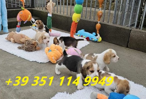 Regala i nostri cuccioli di beagle maschio e femmina