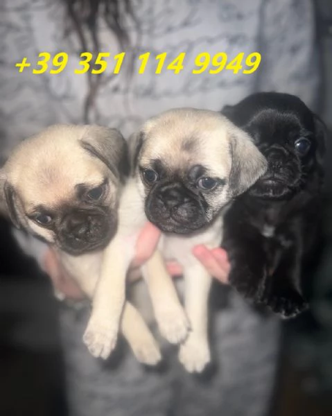 Regala i nostri cuccioli di carlino maschio e femmina | Foto 1