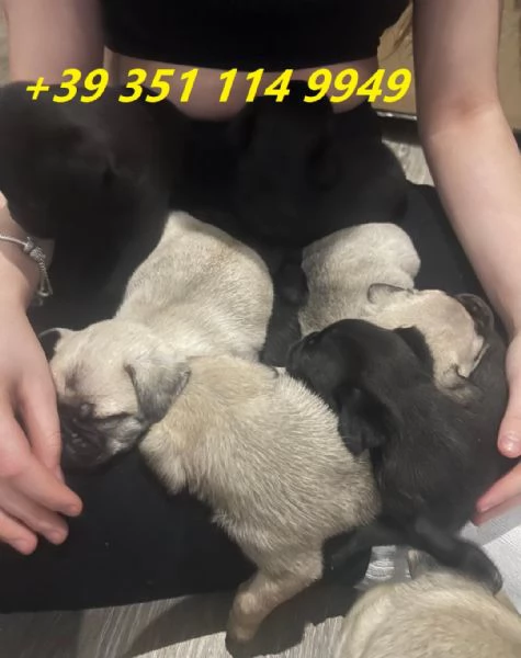 Regala i nostri cuccioli di carlino maschio e femmina | Foto 0