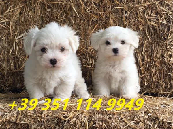 Regala i nostri cuccioli di maltese maschio e femmina | Foto 2