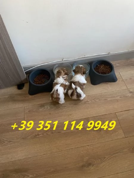 Regala i nostri cuccioli di shitzu maschio e femmina | Foto 1