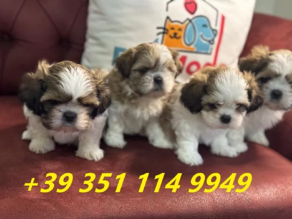 Regala i nostri cuccioli di shitzu maschio e femmina | Foto 0