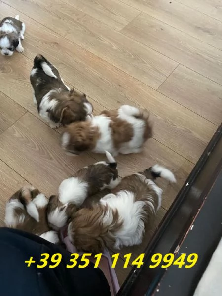 Regala i nostri cuccioli di shitzu maschio e femmina