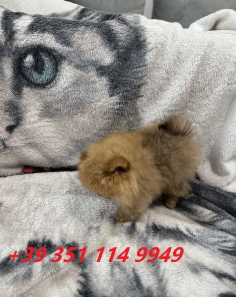 Regala i nostri cuccioli di Pomerania maschio e femmina | Foto 2