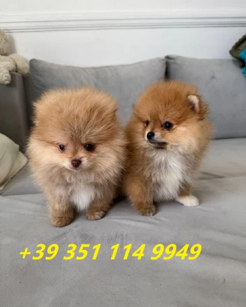 Regala i nostri cuccioli di Pomerania maschio e femmina