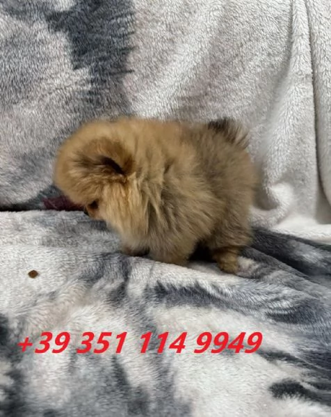 Regala i nostri cuccioli di Pomerania maschio e femmina | Foto 1