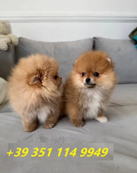 Regala i nostri cuccioli di Pomerania maschio e femmina | Foto 0