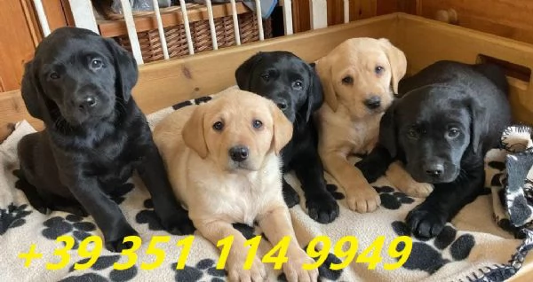 Regala i nostri cuccioli di Labrador maschio e femmina | Foto 0