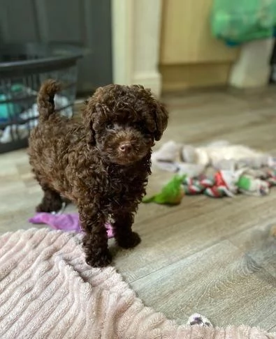 regalare i nostri cuccioli di barboncino maschio e femmina | Foto 0