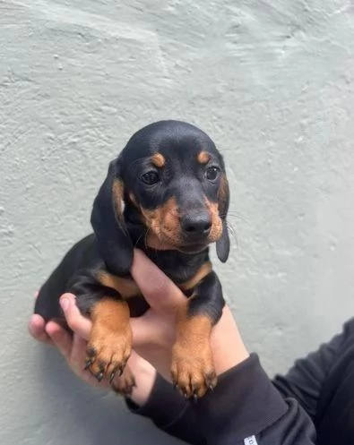 regala i nostri cuccioli di bassotto maschio e femmina | Foto 0