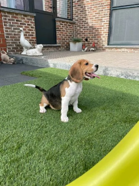 Regaliamo i nostri cuccioli di beagle maschi e femmine | Foto 2
