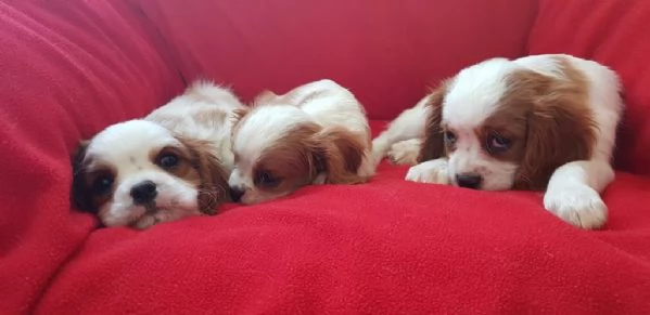 Regaliamo i nostri cuccioli di Cavalier King maschi e femmine | Foto 2