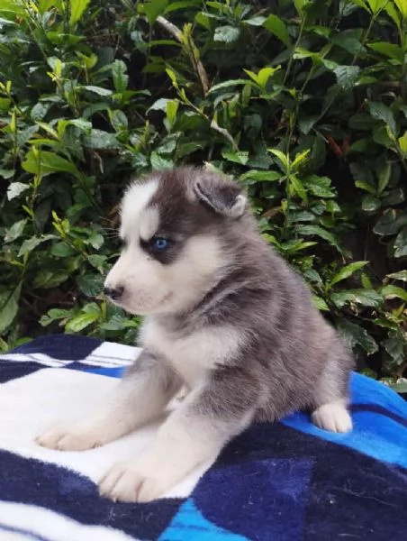 Regaliamo i nostri cuccioli di Husky maschi e femmine | Foto 0