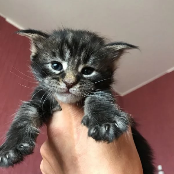 Disponibili simpatici gatti del Mainecoon