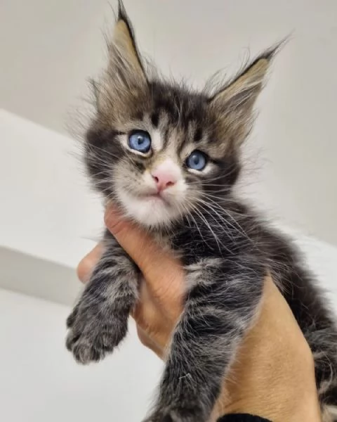 Adorabili gatti del Mainecoon.