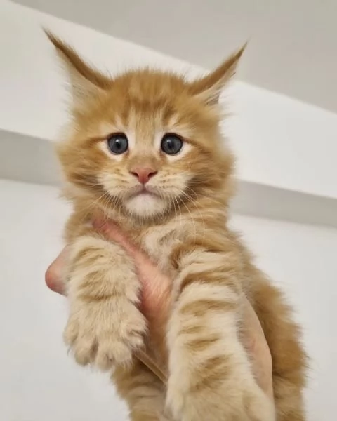 Gatti Mainecoon sani