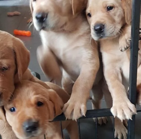 Cuccioli di Labrador