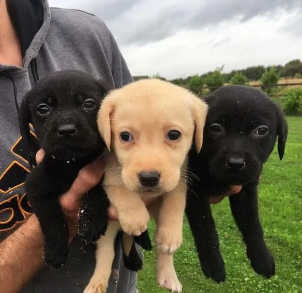 Cucciola di Labrador Retriever