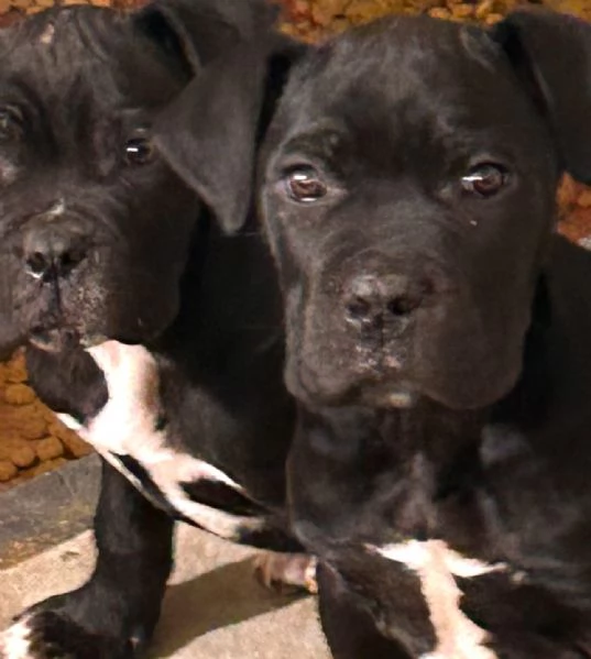 Cane Corso 