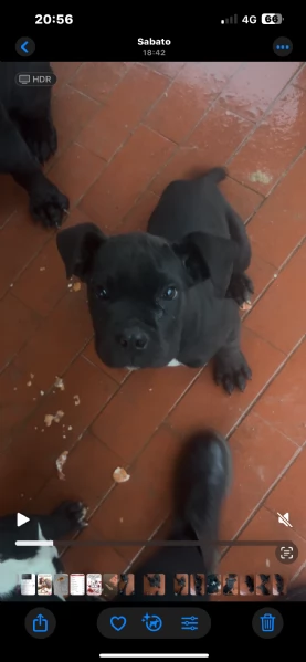 Cane Corso  | Foto 3