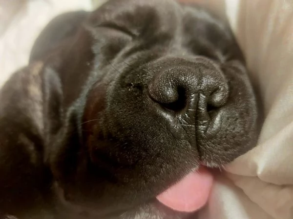 Cane Corso  | Foto 2