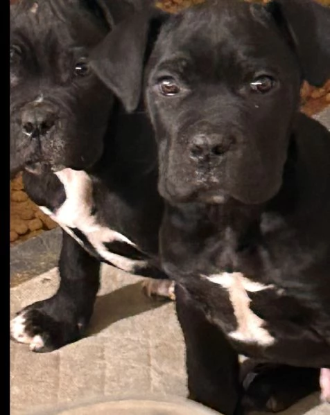 Cane Corso  | Foto 1