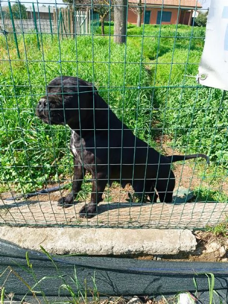 Cane Corso  | Foto 0