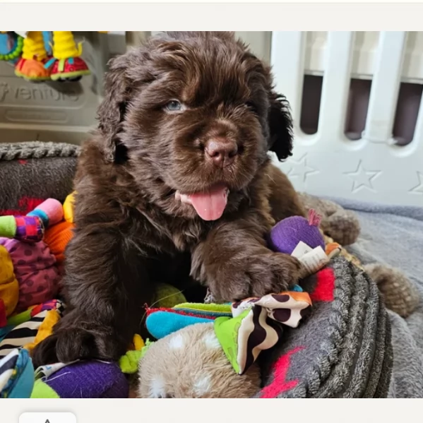 Cucciolo in Adozione Terranova