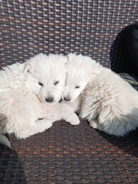 Cuccioli di pastore maremmano  | Foto 2