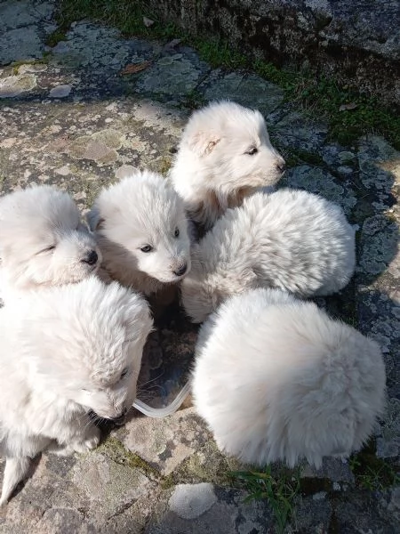 Cuccioli di pastore maremmano  | Foto 1