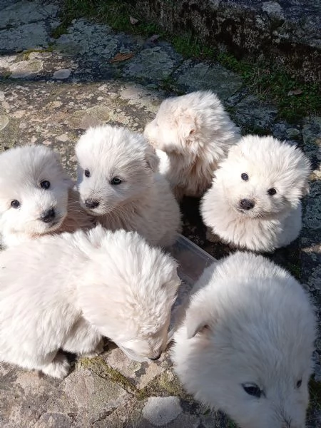 Cuccioli di pastore maremmano 