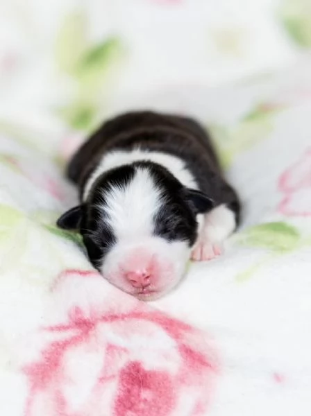 Pastore Australiano cuccioli  | Foto 19