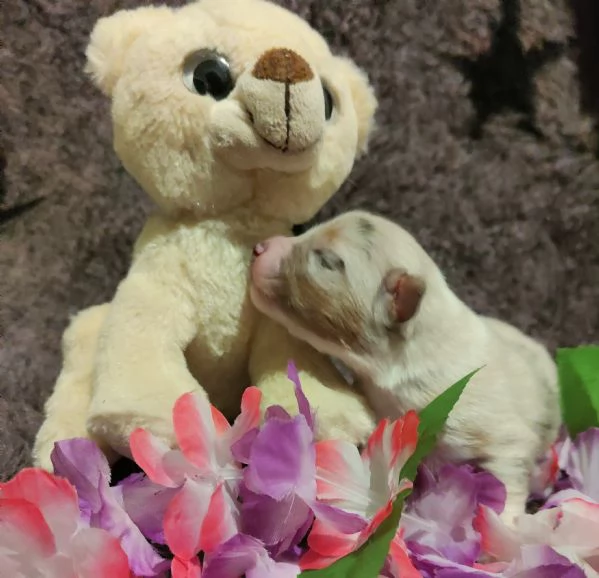 Pastore Australiano cuccioli  | Foto 17