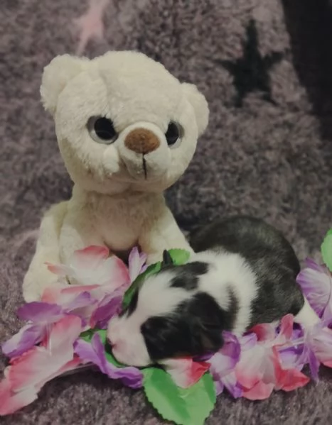 Pastore Australiano cuccioli  | Foto 16