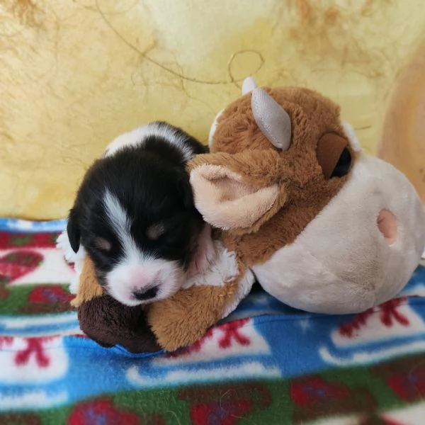 Pastore Australiano cuccioli  | Foto 15