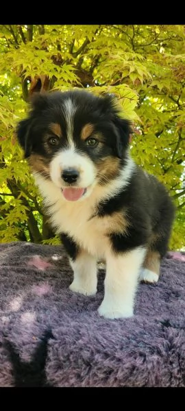 Pastore Australiano cuccioli  | Foto 14