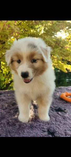 Pastore Australiano cuccioli  | Foto 10