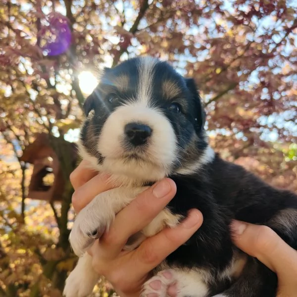 Pastore Australiano cuccioli  | Foto 9