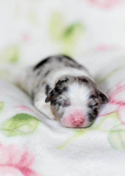 Pastore Australiano cuccioli  | Foto 6