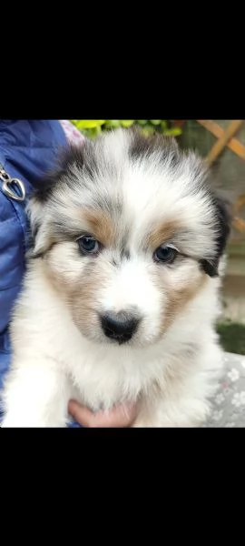 Pastore Australiano cuccioli  | Foto 5