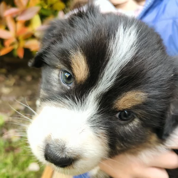 Pastore Australiano cuccioli  | Foto 1