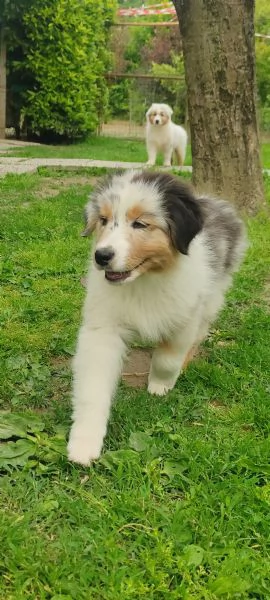 Pastore Australiano cuccioli  | Foto 0