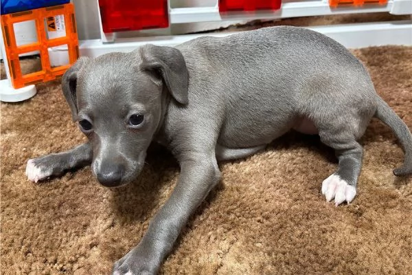 Cuccioli di Levriero Italiano | Foto 0