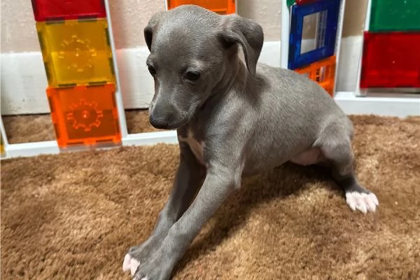 Cuccioli di Levriero Italiano